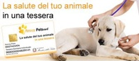 AMICO PETS